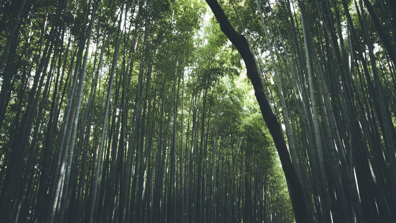 image of the bamboo forest